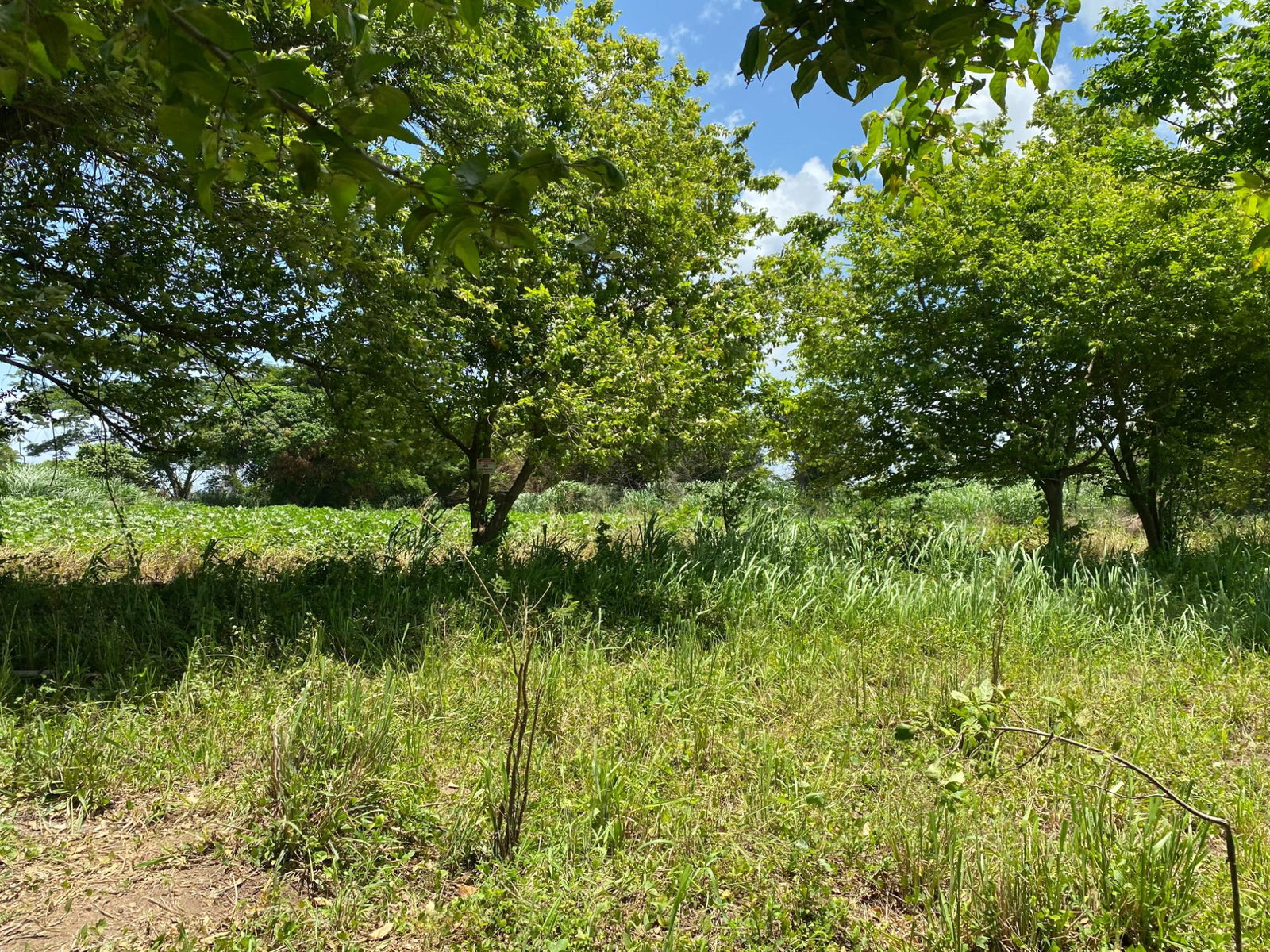 Fifth image of Part of Bushy Park, St. c in Bushy Park, St. Catherine, Jamaica - property is For Sale