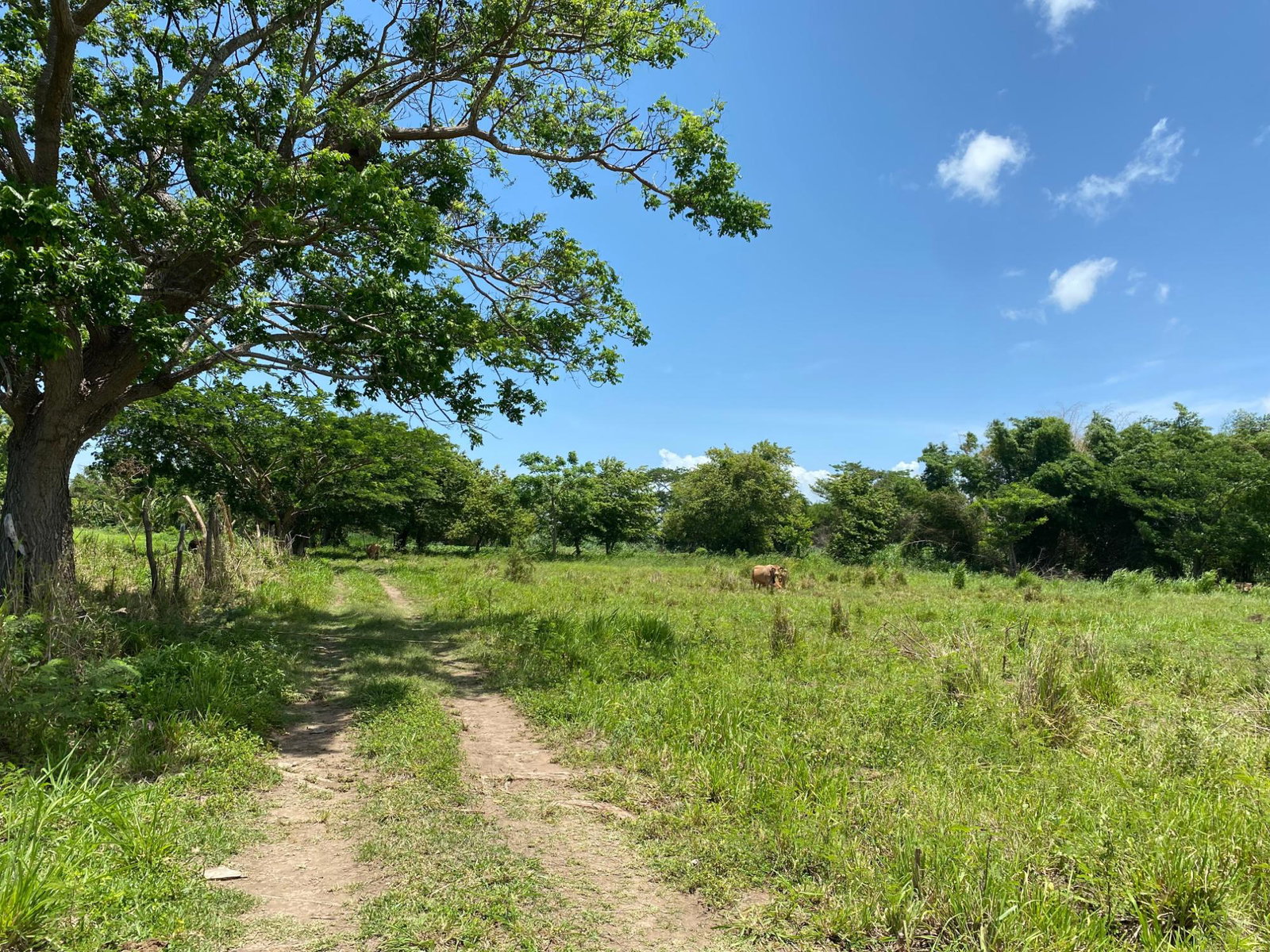 Sixth image of Part of Bushy Park, St. c in Bushy Park, St. Catherine, Jamaica - property is For Sale