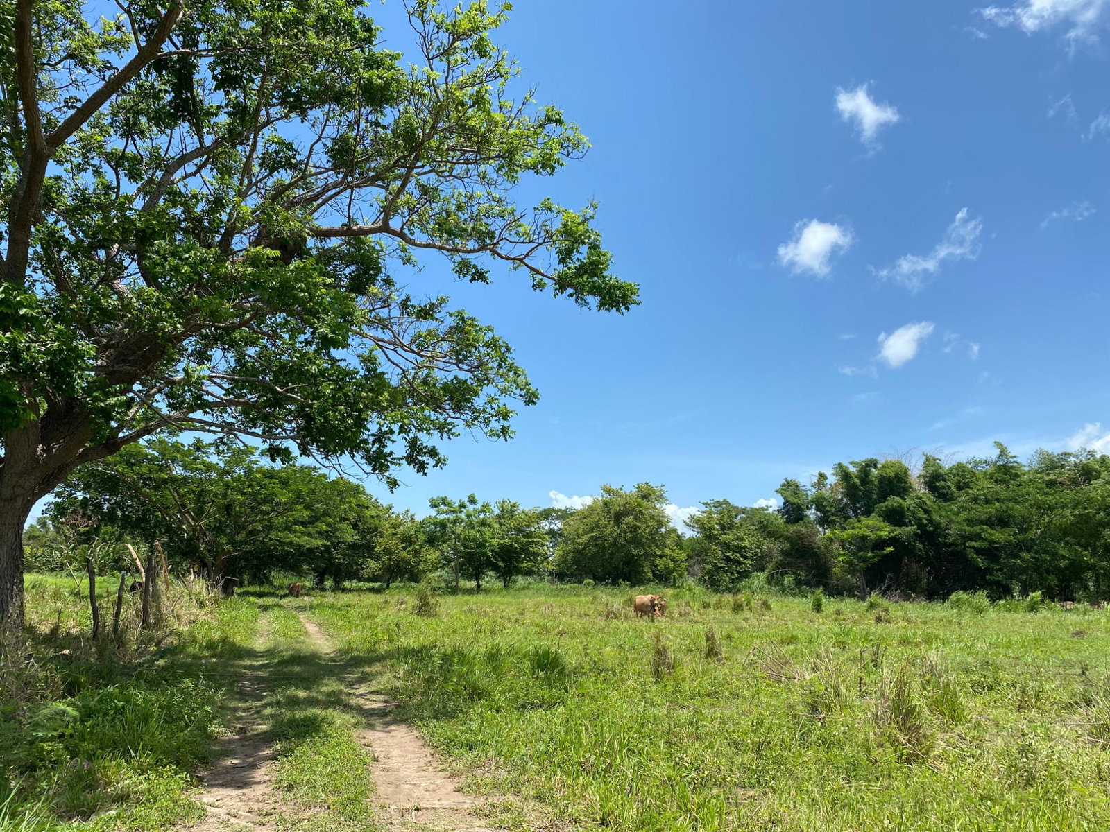 Seventh image of Part of Bushy Park, St. c in Bushy Park, St. Catherine, Jamaica - property is For Sale