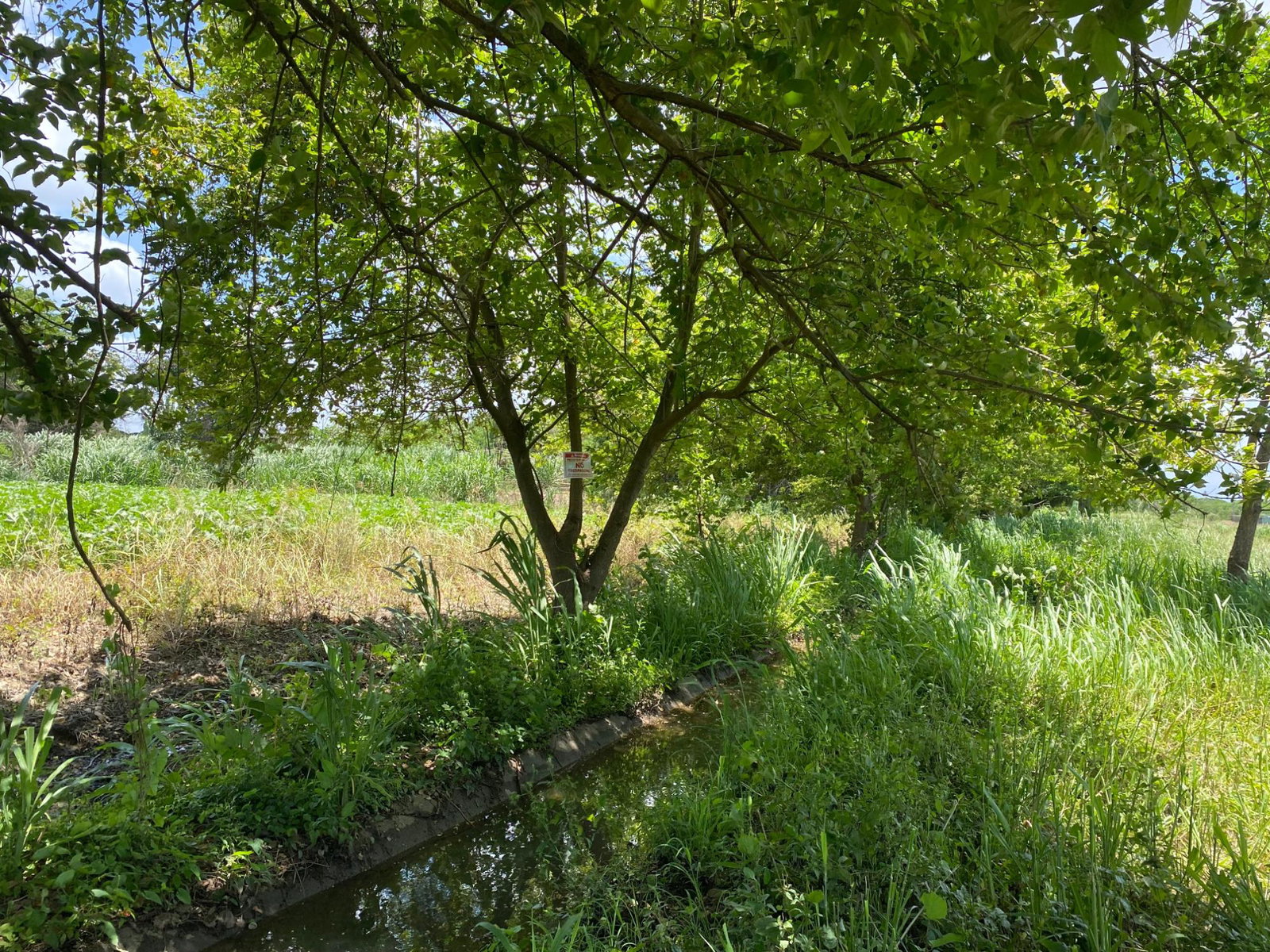 Eighth image of Part of Bushy Park, St. c in Bushy Park, St. Catherine, Jamaica - property is For Sale