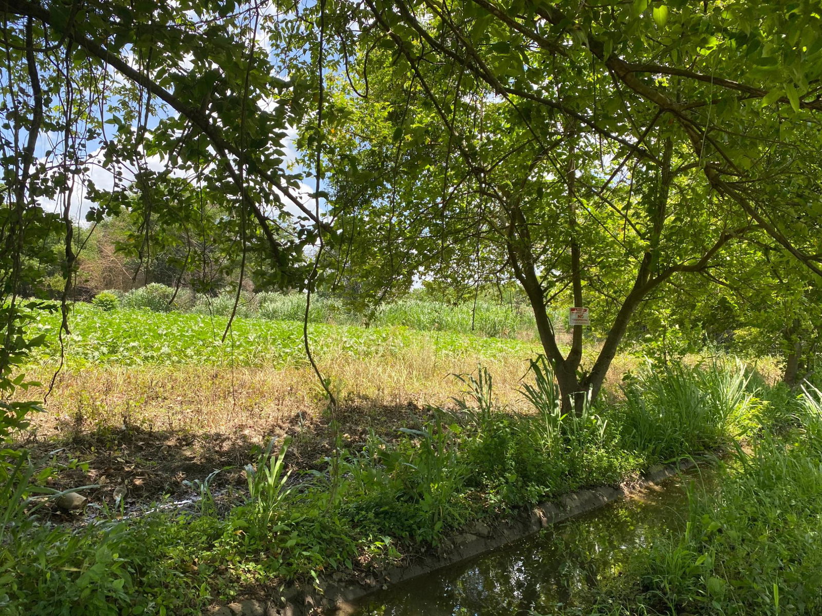Ninth image of Part of Bushy Park, St. c in Bushy Park, St. Catherine, Jamaica - property is For Sale