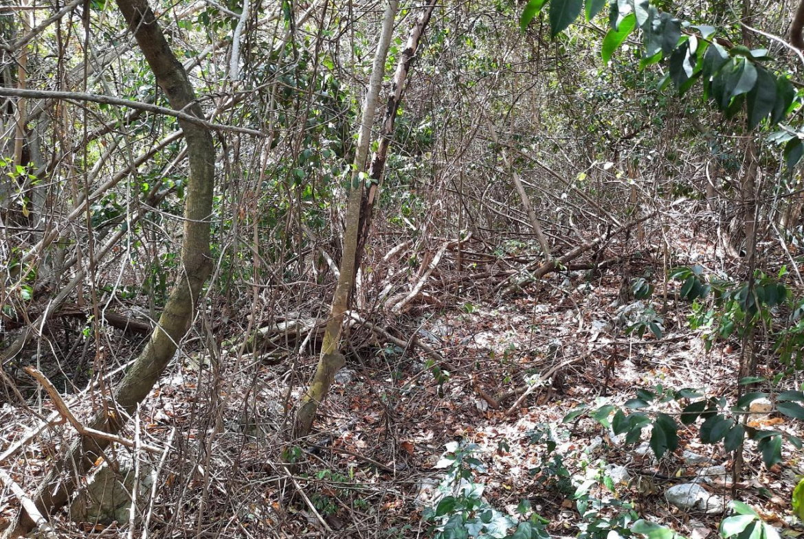 Sixth image of Lot #80-belvedere Belvedere Road in Belvedere, St. Andrew, Jamaica - property is For Sale