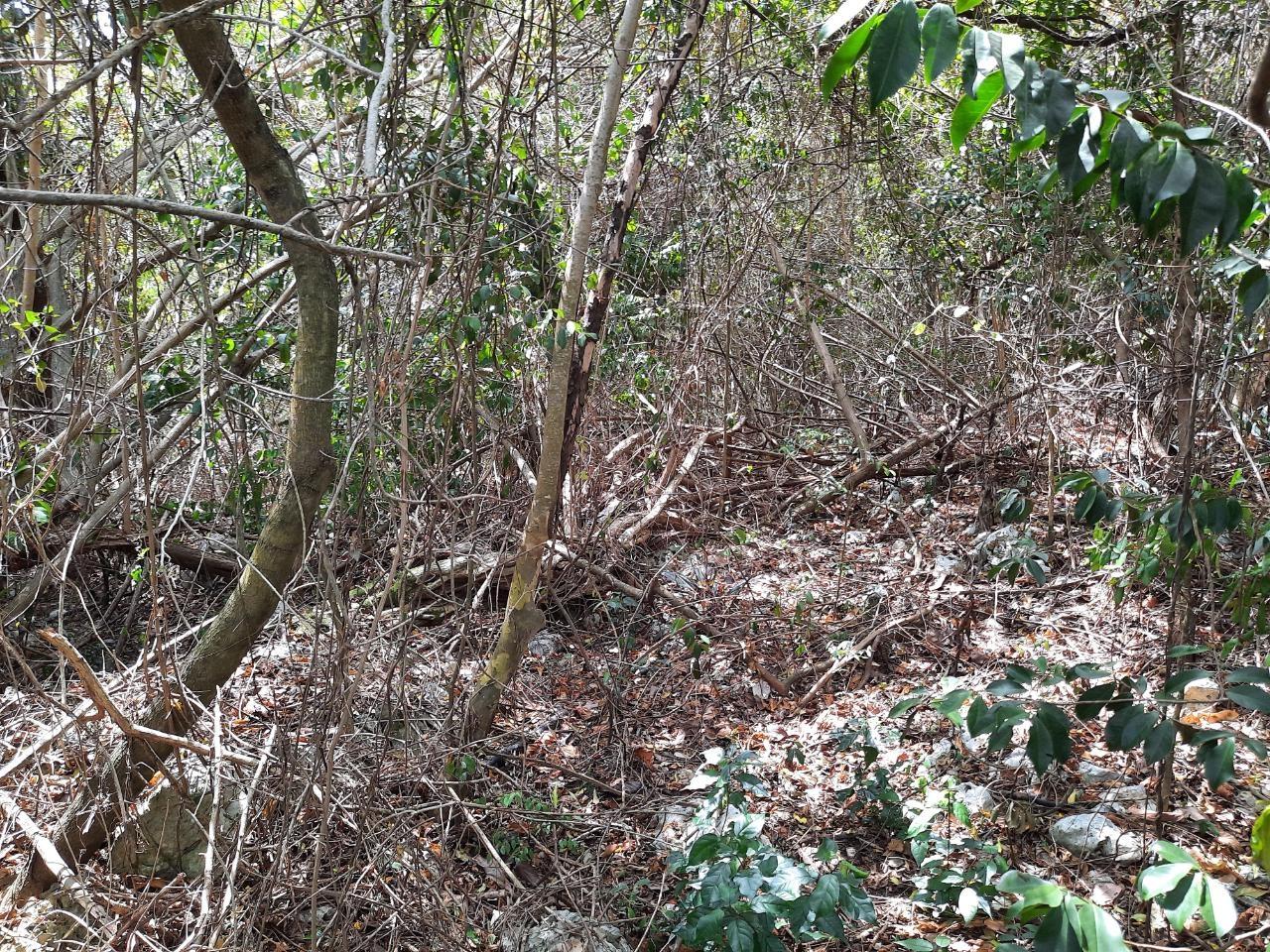 Sixth image of Lot #80-belvedere Belvedere Road in Belvedere, St. Andrew, Jamaica - property is For Sale