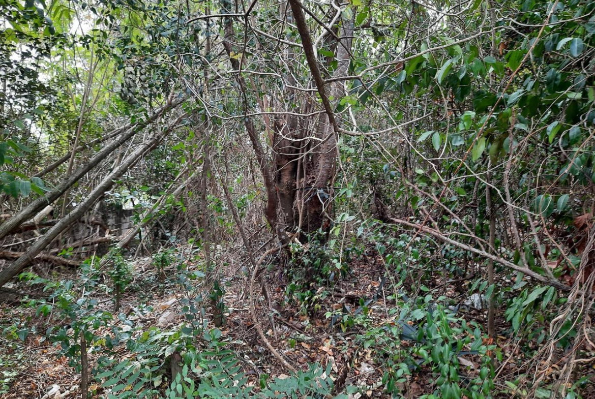 Seventh image of Lot #80-belvedere Belvedere Road in Belvedere, St. Andrew, Jamaica - property is For Sale