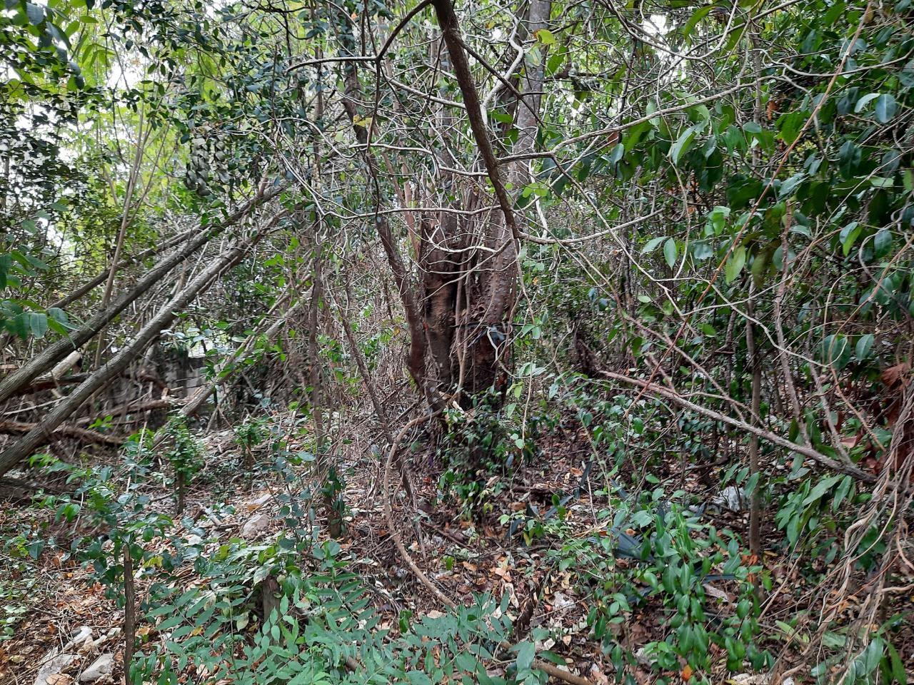 Seventh image of Lot #80-belvedere Belvedere Road in Belvedere, St. Andrew, Jamaica - property is For Sale