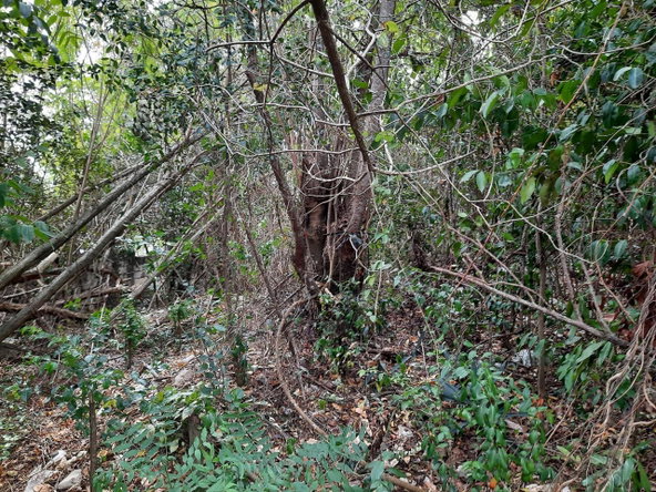 Seventh image of Lot #80-belvedere Belvedere Road in Belvedere, St. Andrew, Jamaica - property is For Sale