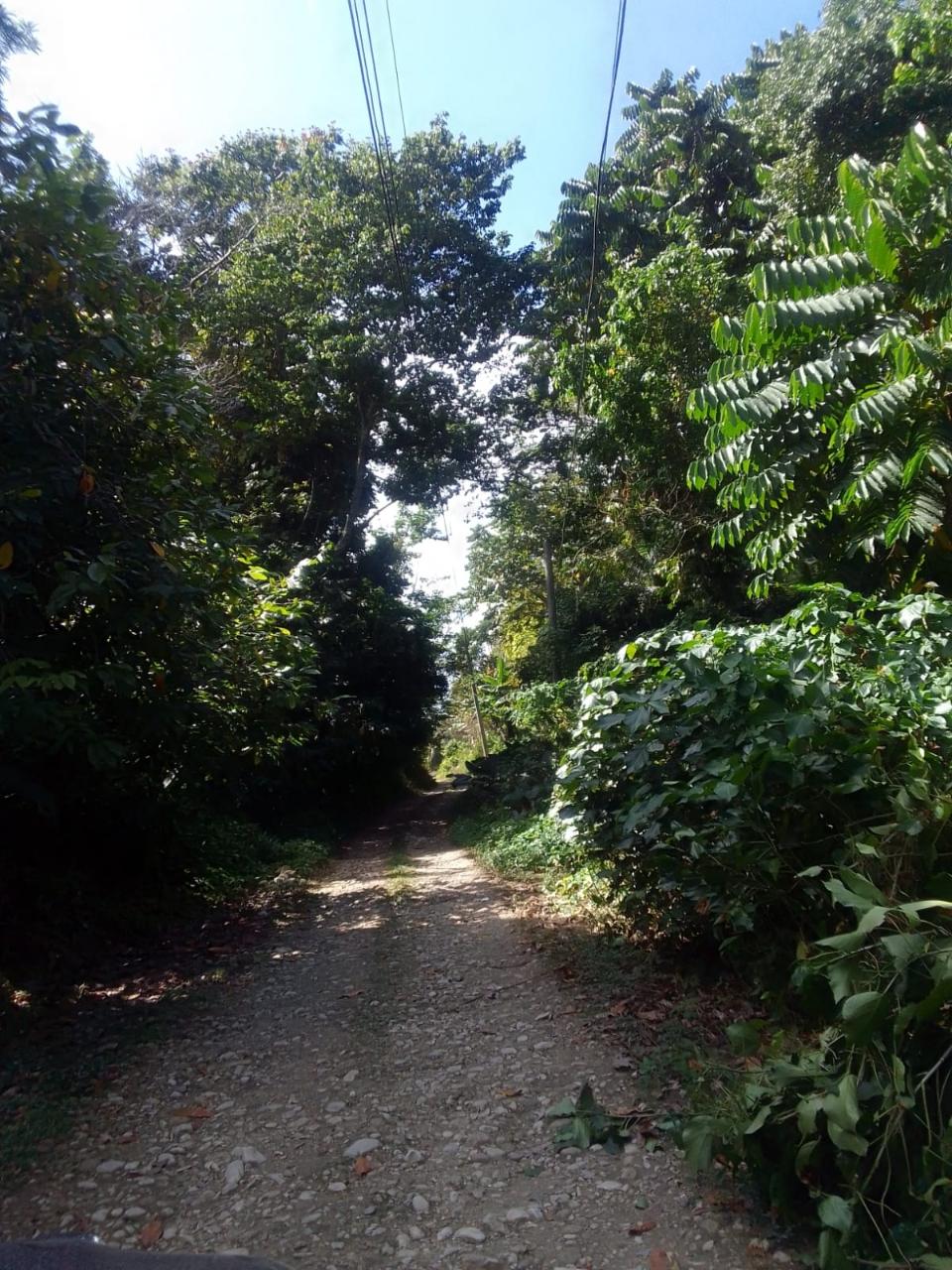10-Acre-Fixer-Upper-in-Leyton-Valley-Orange-Bay-For-Sale Tenth image of Lot-19 & 20 Leyton Valley, Orange Bay in Orange Bay, Portland, Jamaica - property is For Sale