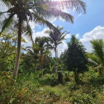 First image of Berwick in Linstead, St. Catherine, Jamaica - property is For Sale