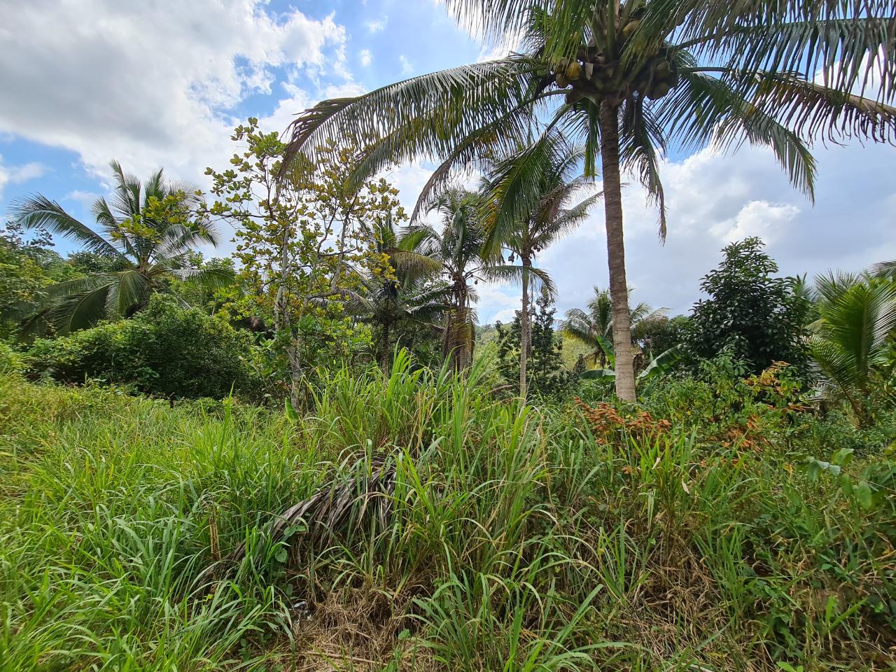 Third image of Berwick in Linstead, St. Catherine, Jamaica - property is For Sale