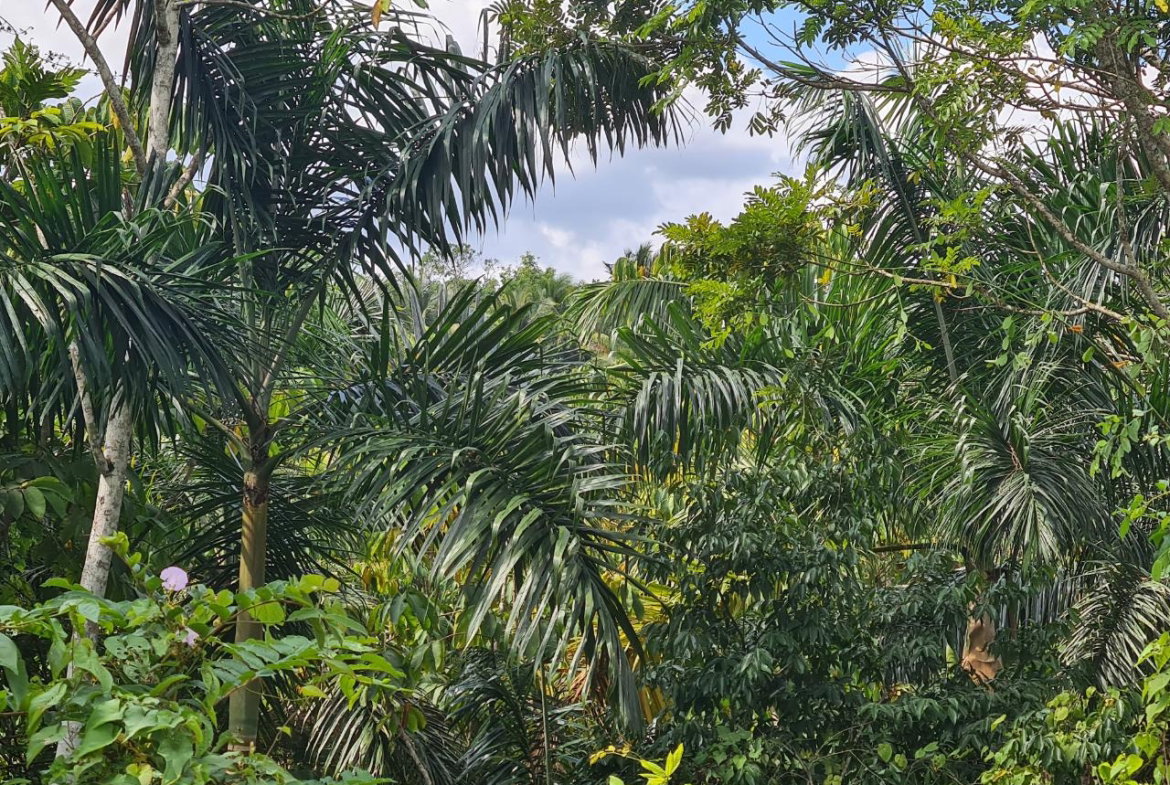 Fourth image of Berwick in Linstead, St. Catherine, Jamaica - property is For Sale