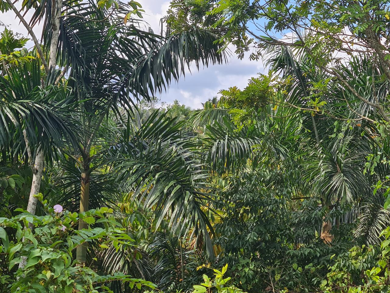 Fourth image of Berwick in Linstead, St. Catherine, Jamaica - property is For Sale