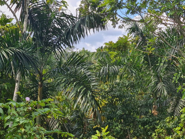 Fourth image of Berwick in Linstead, St. Catherine, Jamaica - property is For Sale