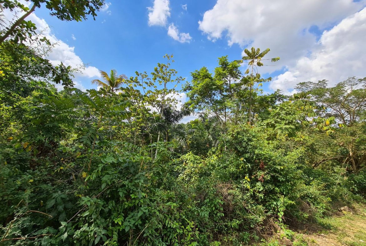 Fifth image of Berwick in Linstead, St. Catherine, Jamaica - property is For Sale