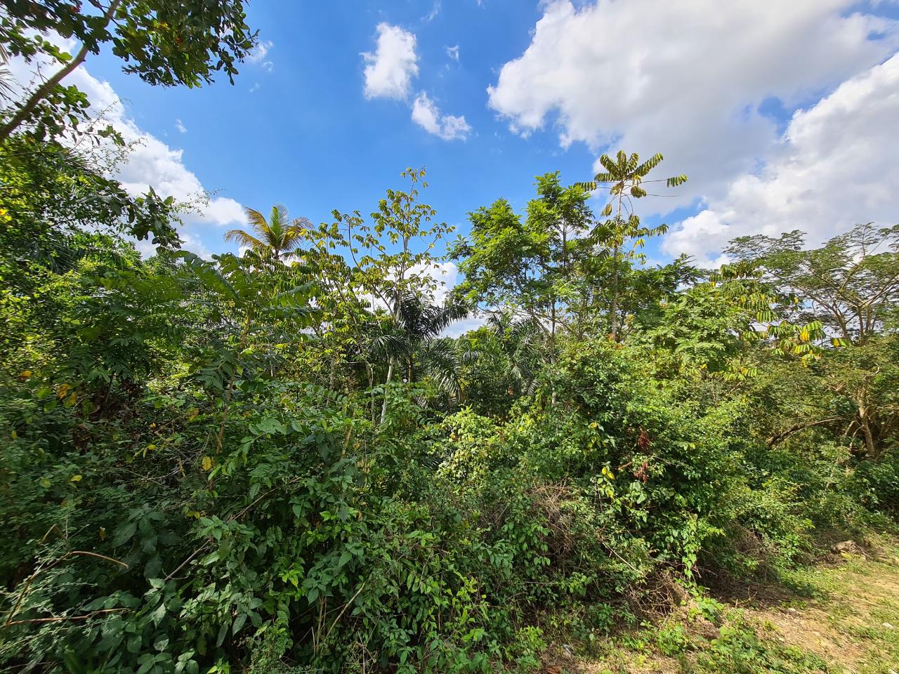 Fifth image of Berwick in Linstead, St. Catherine, Jamaica - property is For Sale