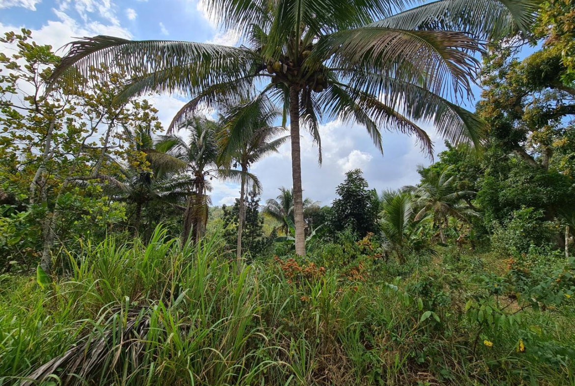 Seventh image of Berwick in Linstead, St. Catherine, Jamaica - property is For Sale