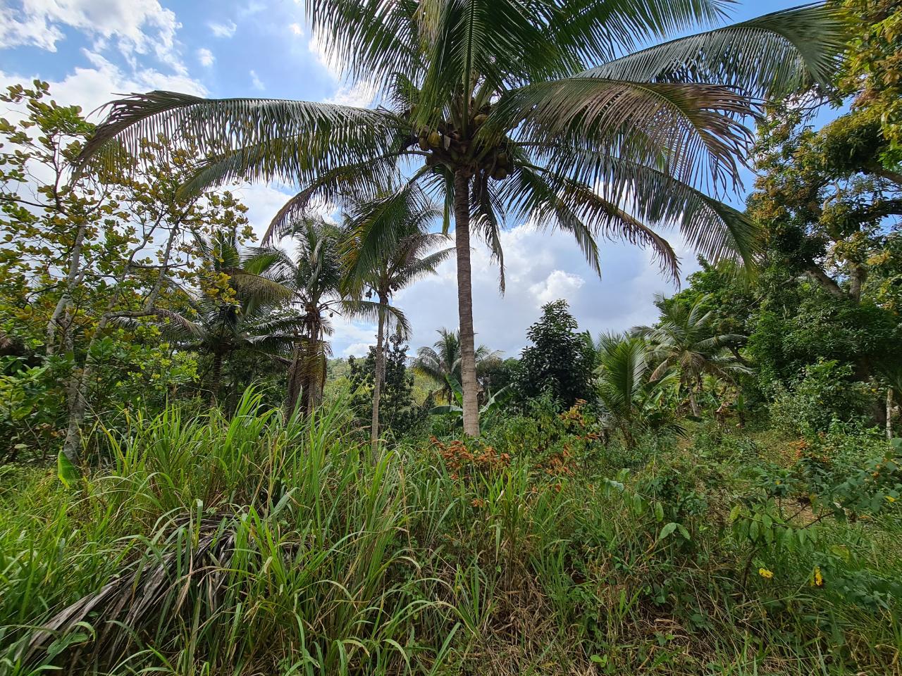 Seventh image of Berwick in Linstead, St. Catherine, Jamaica - property is For Sale