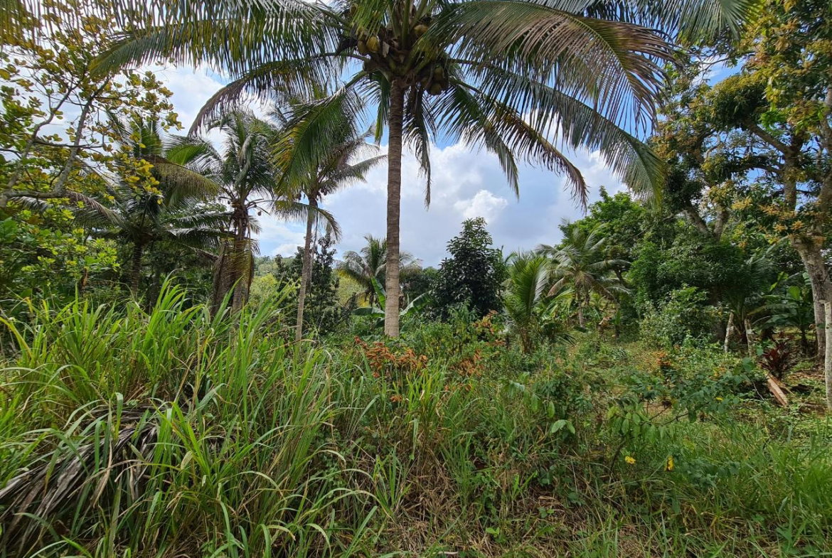 Eighth image of Berwick in Linstead, St. Catherine, Jamaica - property is For Sale