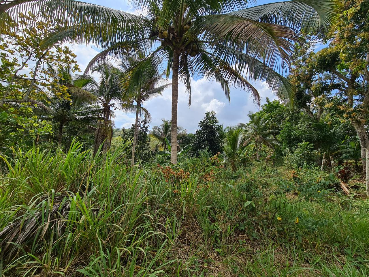 Eighth image of Berwick in Linstead, St. Catherine, Jamaica - property is For Sale