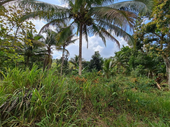 Eighth image of Berwick in Linstead, St. Catherine, Jamaica - property is For Sale