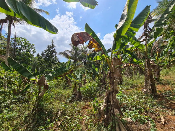 Ninth image of Berwick in Linstead, St. Catherine, Jamaica - property is For Sale