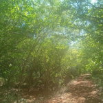 First image of Teasedale in Old Harbour, St. Catherine, Jamaica - property is For Sale