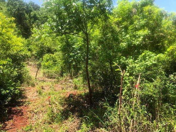 Third image of Teasedale in Old Harbour, St. Catherine, Jamaica - property is For Sale
