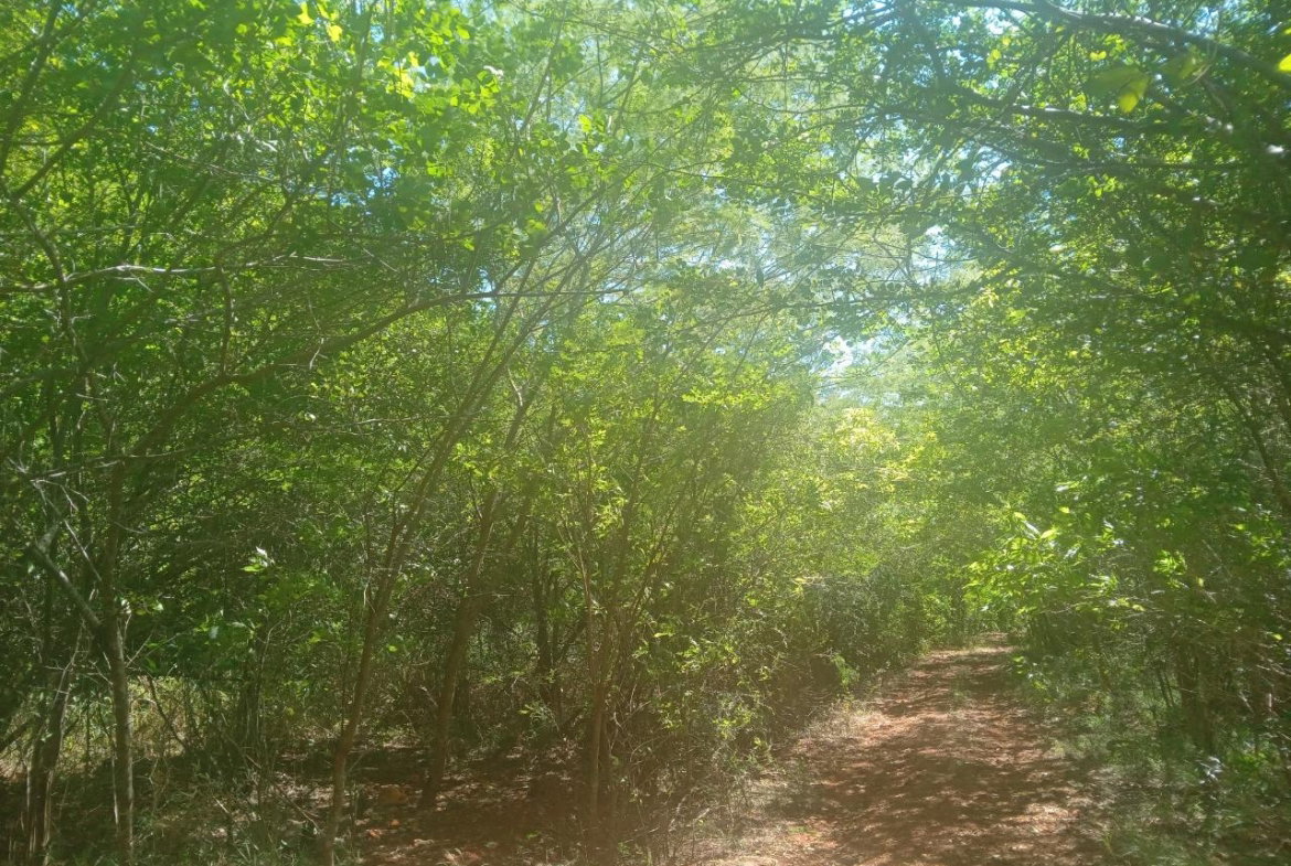 Fourth image of Teasedale in Old Harbour, St. Catherine, Jamaica - property is For Sale