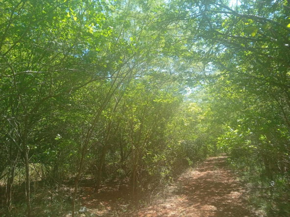 Fourth image of Teasedale in Old Harbour, St. Catherine, Jamaica - property is For Sale