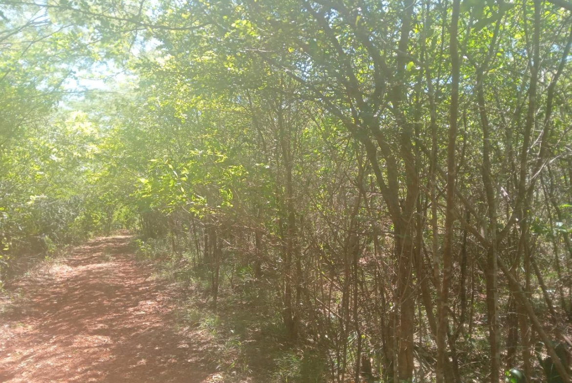 Fifth image of Teasedale in Old Harbour, St. Catherine, Jamaica - property is For Sale