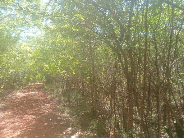 Fifth image of Teasedale in Old Harbour, St. Catherine, Jamaica - property is For Sale