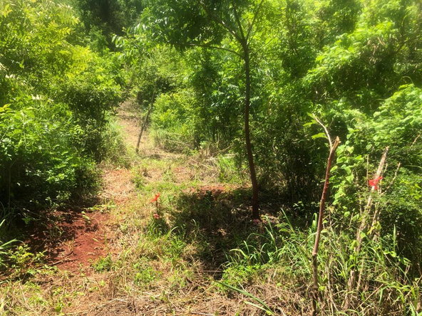Sixth image of Teasedale in Old Harbour, St. Catherine, Jamaica - property is For Sale