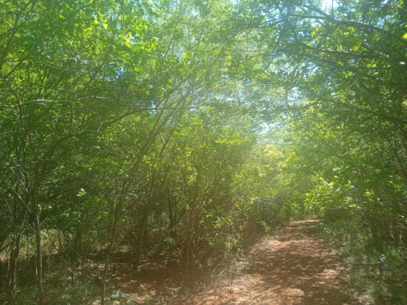 First image of Teasedale in Old Harbour, St. Catherine, Jamaica - property is For Sale