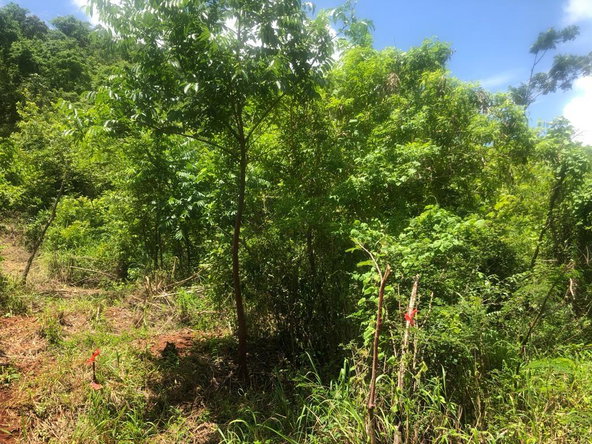 Ninth image of Teasedale in Old Harbour, St. Catherine, Jamaica - property is For Sale