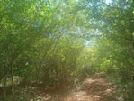First image of Teasedale in Old Harbour, St. Catherine, Jamaica - property is For Sale