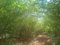 First image of Teasedale in Old Harbour, St. Catherine, Jamaica - property is For Sale