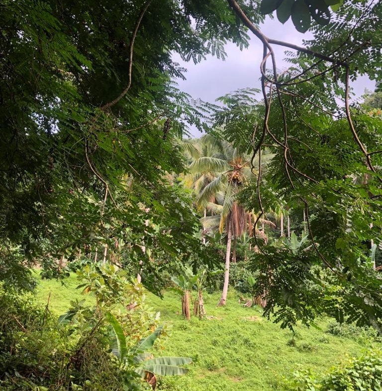 Second image of Lot 124 Dromilly in Dromilly, Trelawny, Jamaica - property is For Sale