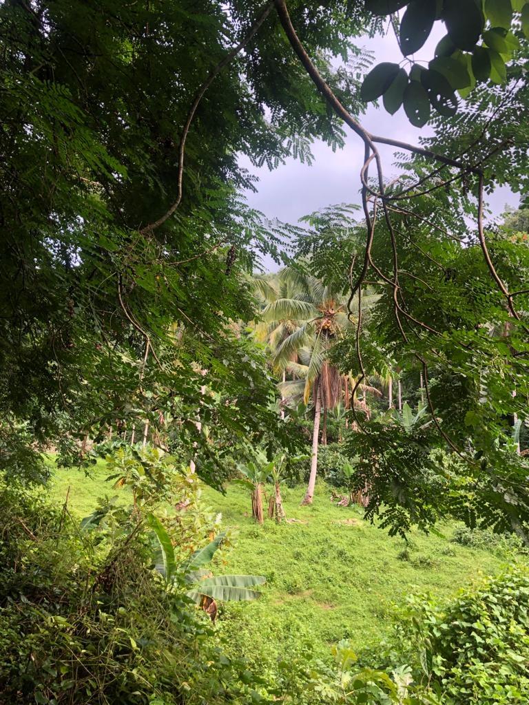 Second image of Lot 124 Dromilly in Dromilly, Trelawny, Jamaica - property is For Sale