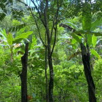 First image of Lot 124 Dromilly in Dromilly, Trelawny, Jamaica - property is For Sale