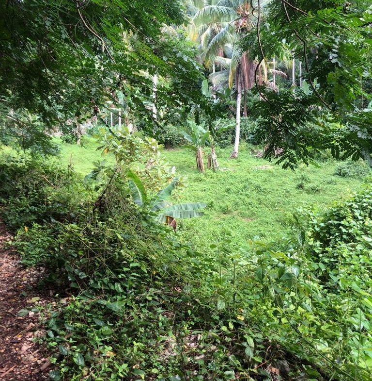 Third image of Lot 124 Dromilly in Dromilly, Trelawny, Jamaica - property is For Sale