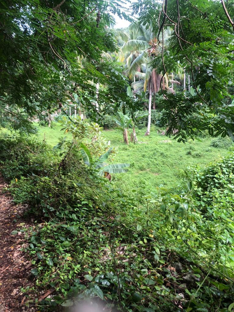 Third image of Lot 124 Dromilly in Dromilly, Trelawny, Jamaica - property is For Sale