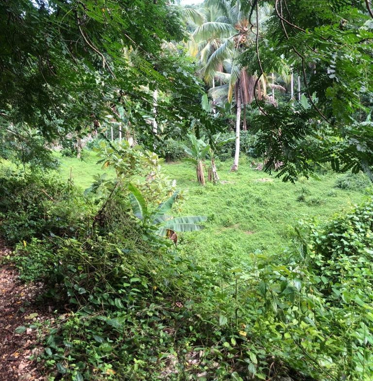 Fourth image of Lot 124 Dromilly in Dromilly, Trelawny, Jamaica - property is For Sale