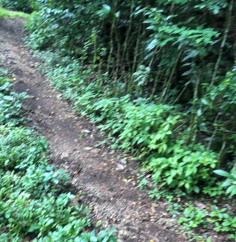 Fifth image of Lot 124 Dromilly in Dromilly, Trelawny, Jamaica - property is For Sale