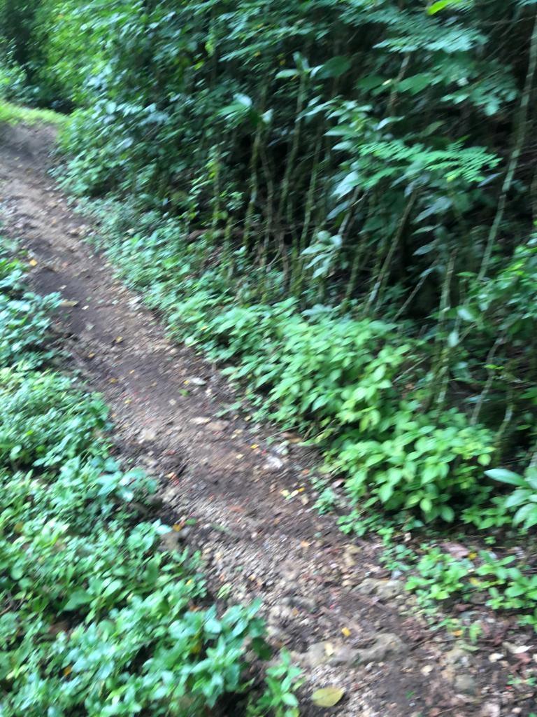 Fifth image of Lot 124 Dromilly in Dromilly, Trelawny, Jamaica - property is For Sale