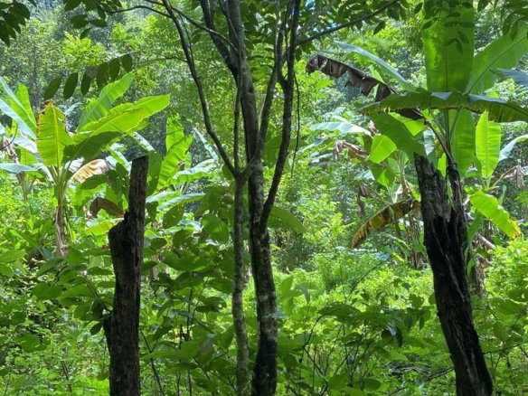 First image of Lot 124 Dromilly in Dromilly, Trelawny, Jamaica - property is For Sale