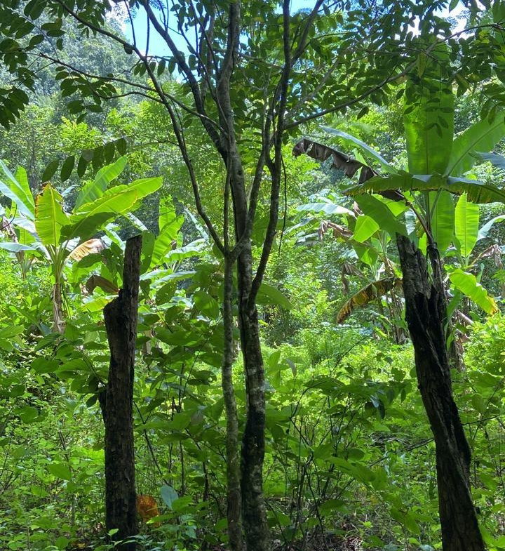 First image of Lot 124 Dromilly in Dromilly, Trelawny, Jamaica - property is For Sale