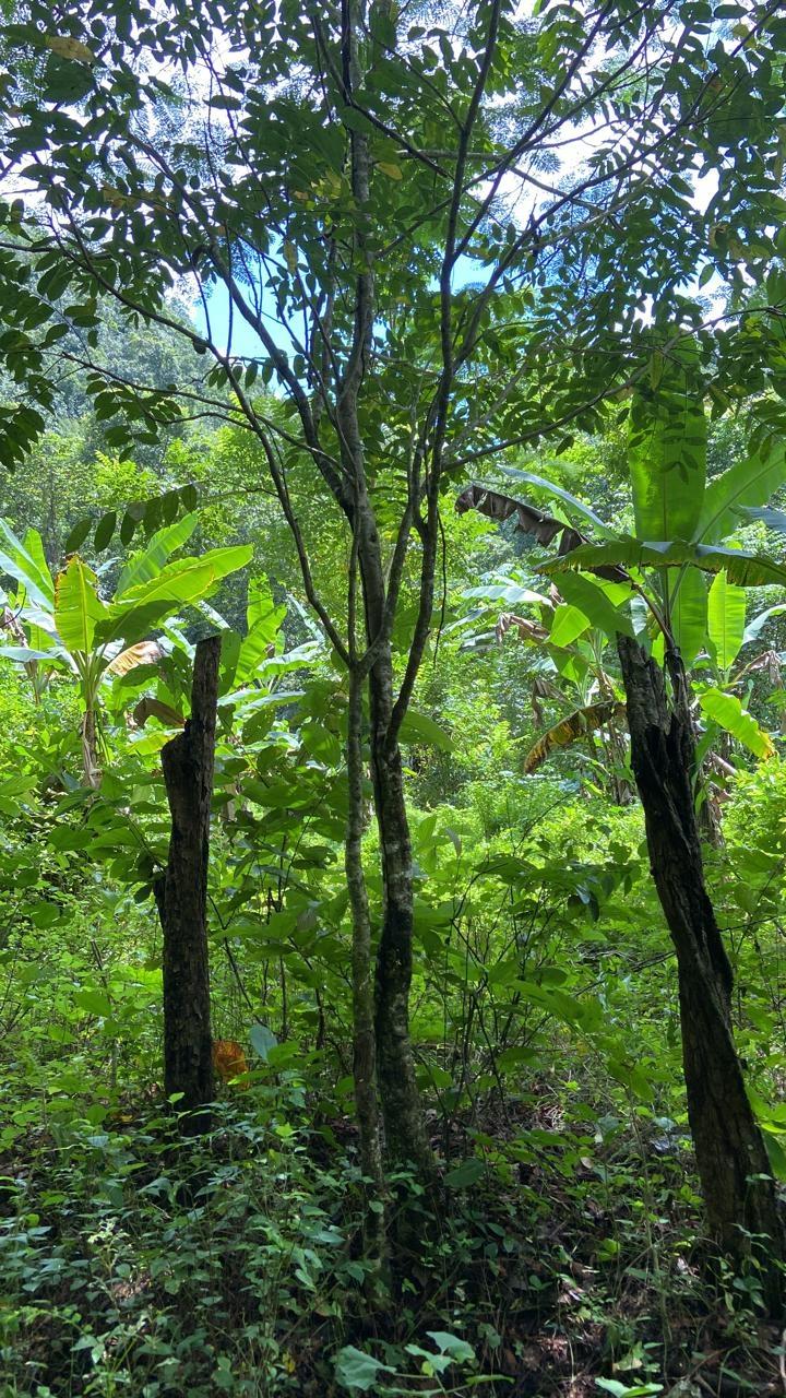 First image of Lot 124 Dromilly in Dromilly, Trelawny, Jamaica - property is For Sale