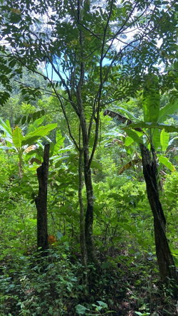 First image of Lot 124 Dromilly in Dromilly, Trelawny, Jamaica - property is For Sale
