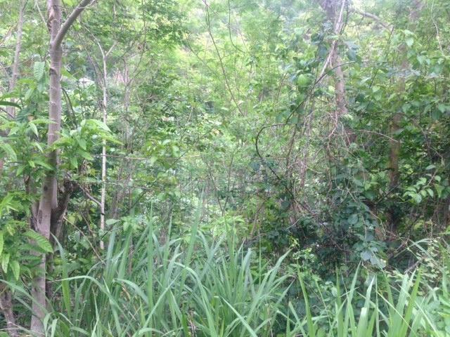 Third image of Claremont in Claremont Park, St. Elizabeth, Jamaica - property is For Sale