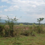 First image of 13 Bogue, Saint Elizabeth in Elim, St. Elizabeth, Jamaica - property is For Sale