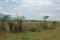 First image of 13 Bogue, Saint Elizabeth in Elim, St. Elizabeth, Jamaica - property is For Sale